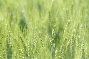 Premiär för Fiorinas Blogg